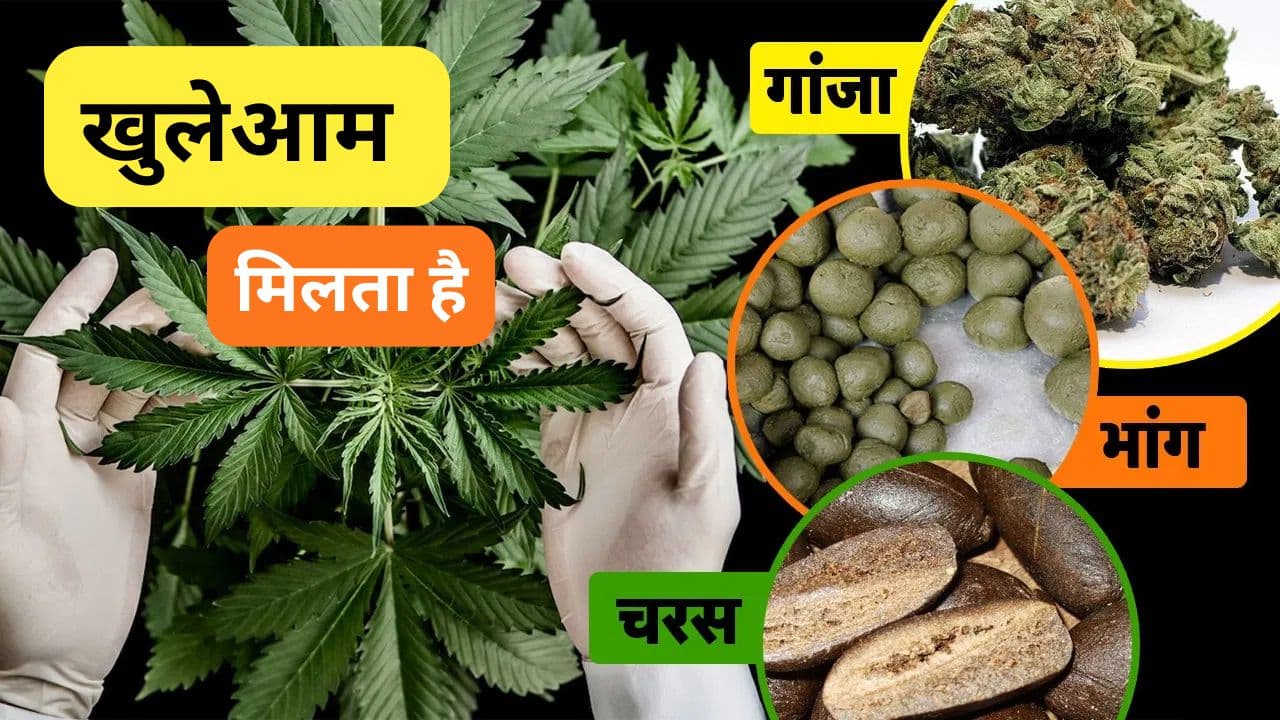 भारत के ऐसे 5 शहर जहां गैरकानूनी होने के बाद भी खुलेआम मिलता है गांजा भारत के ऐसे 5 शहर जहां गैरकानूनी होने के बाद भी खुलेआम मिलता है गांजा