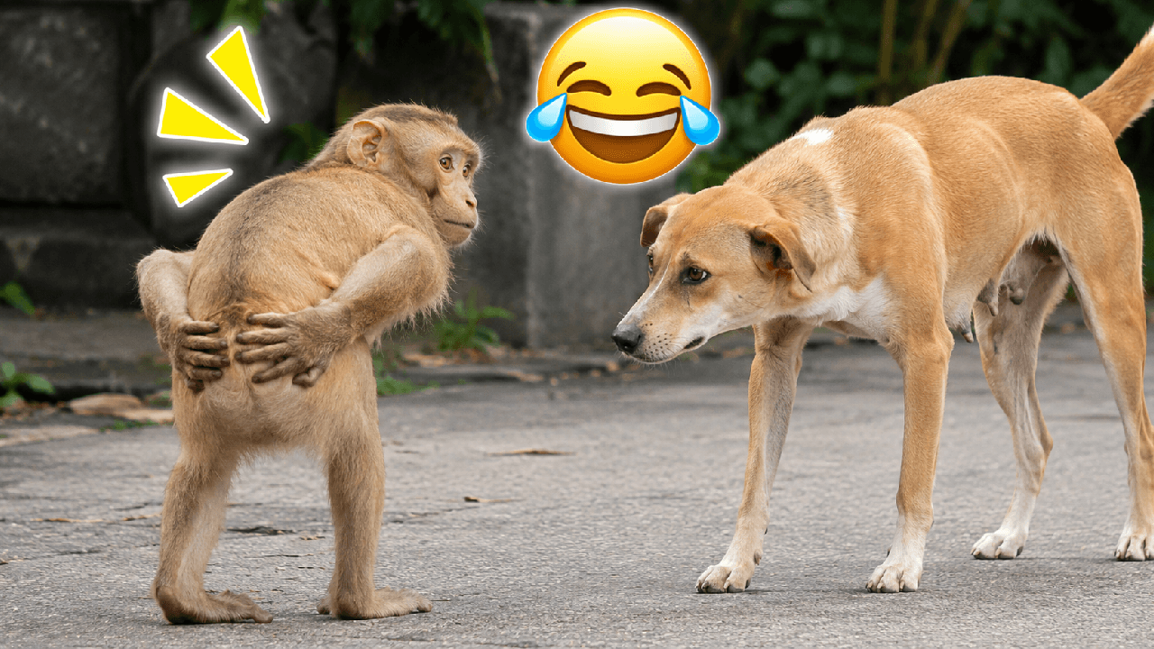 Viral Video: बंदर ने कुत्ते को देखते ही किया ऐसा मजेदार काम, वीडियो देखकर लोग नहीं रोक पाए हंसी Viral Video: बंदर ने कुत्ते को देखते ही किया ऐसा मजेदार काम, वीडियो देखकर लोग नहीं रोक पाए हंसी