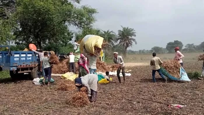 रतलाम में बारिश की कमी से बढ़ी चिंता, खरीफ उत्पादन प्रभावित; रबी और पेयजल संकट का खतरा रतलाम में बारिश की कमी से बढ़ी चिंता, खरीफ उत्पादन प्रभावित; रबी और पेयजल संकट का खतरा